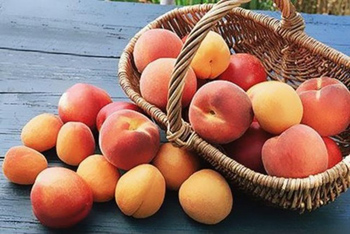 Персик - вкусный и полезный плод