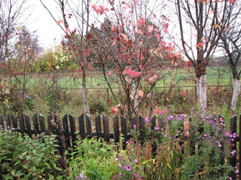 Осень. Уход за плодовыми деревьями на садовом участке