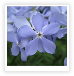 Барвинок. Любимый цветок Жан-Жака Руссо