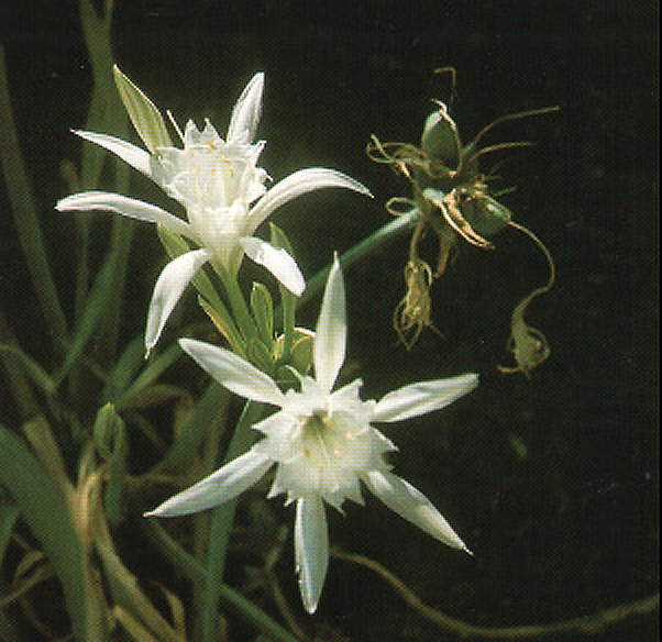 Hymenocallis