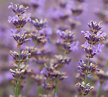 Лаванда
