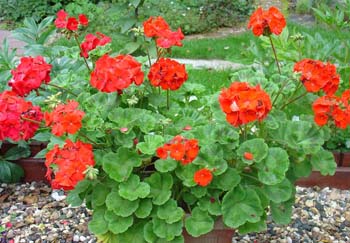 Пеларгония - комнатное растение семейства гераниевых