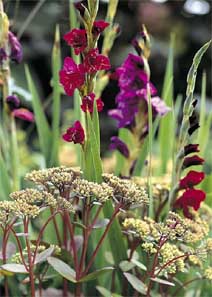 седум «Matrona»