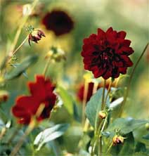 Георгин «Арабская ночь»