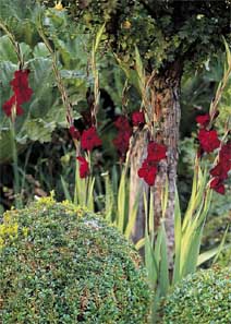 Темно-красные гладиолусы