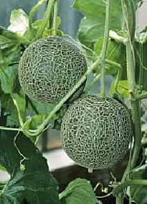 Лакомая дыня