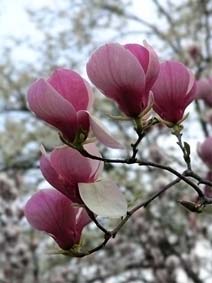 Магнолия