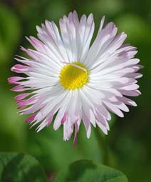 Маргаритка