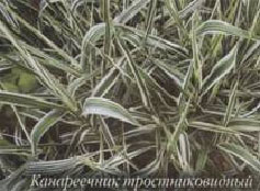 Декоративные злаки в саду