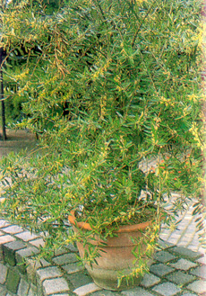 Маслина