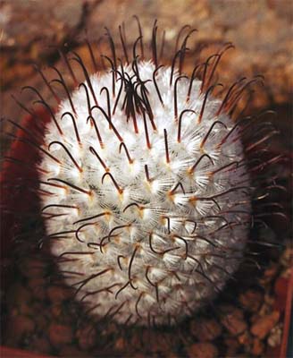 Mammillaria peresdelarosae