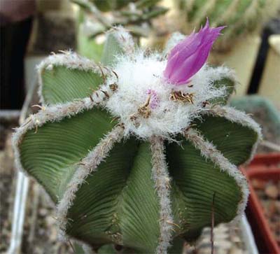 Aztekium hintonii