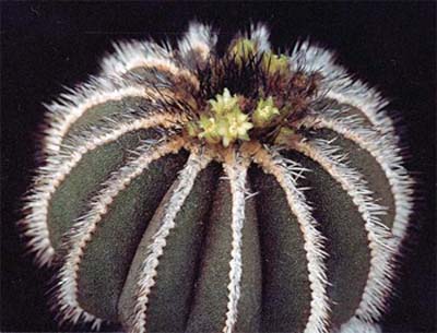 Uebelmannia pectiniferai