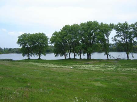 Тополь черный у водоема