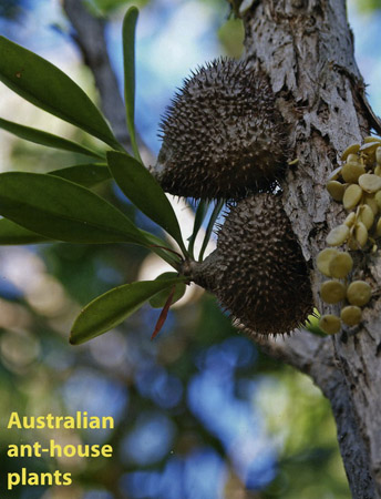 Myrmecodia beccarii