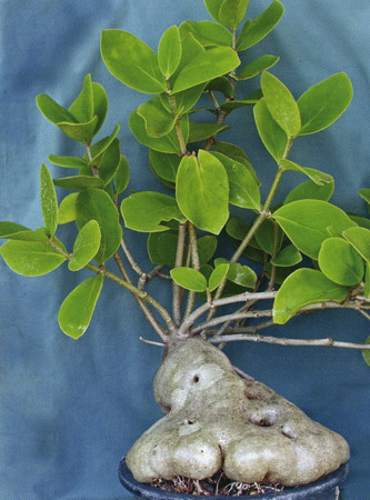 Hydnophytum moseleyanum