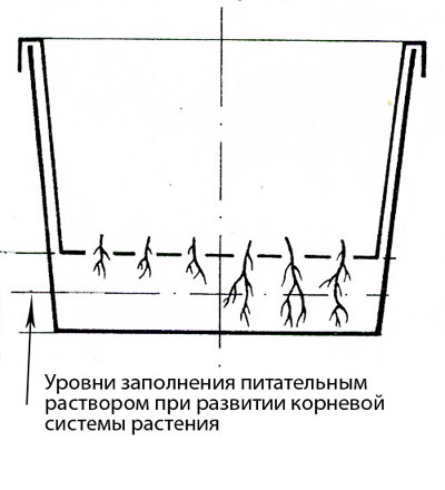 НЕСТАНДАРТНЫЕ СУБСТРАТЫ ДЛЯ ВЫРАЩИВАНИЯ СУККУЛЕНТОВ