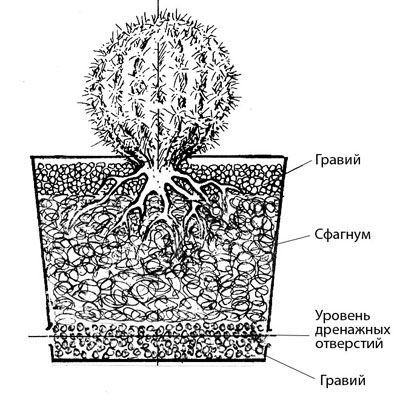 НЕСТАНДАРТНЫЕ СУБСТРАТЫ ДЛЯ ВЫРАЩИВАНИЯ СУККУЛЕНТОВ