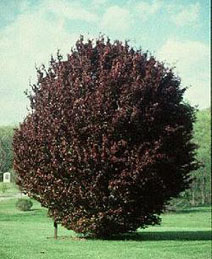 Бук лесной ’Purpurea Tricolor’