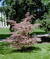 Бук лесной ’Rohanii’