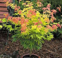 Клен 'Orange Dream'