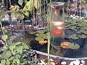 Вода в саду