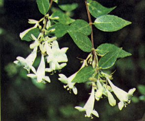 Aбелия китайская