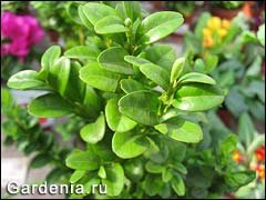 Cамшит болеарский  