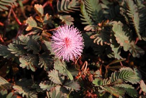 Mimosa pudica - мимоза недотрога