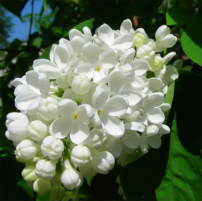 Сирень