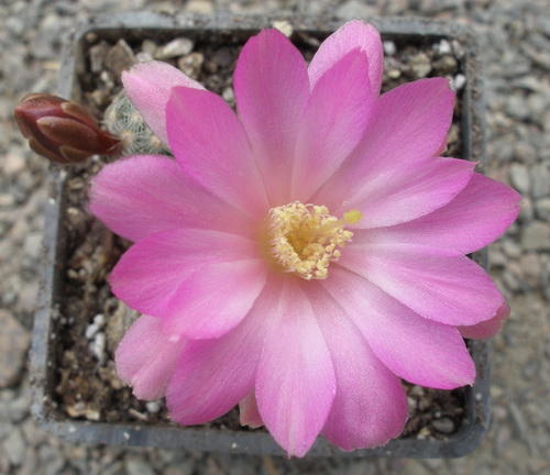 Mammillaria goldii
