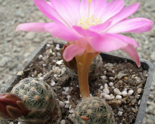 Mammillaria goldii