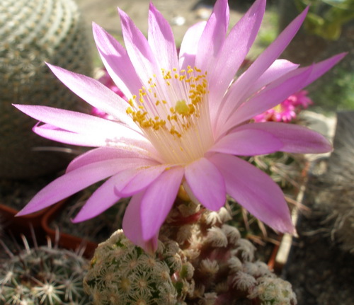 Mammillaria theresae