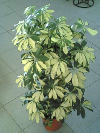 Шеффлера 