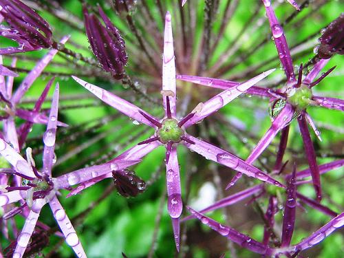 Allium albopilosum