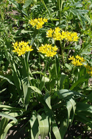 Allium aureum