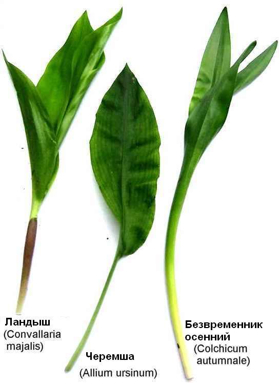 История черемши