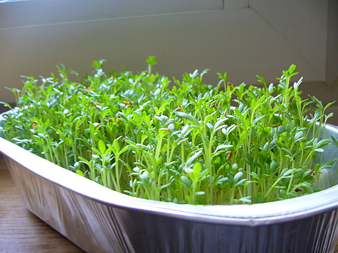 http://www.vashsad.ua/downloads/image/7533/cress_salad_2.jpg