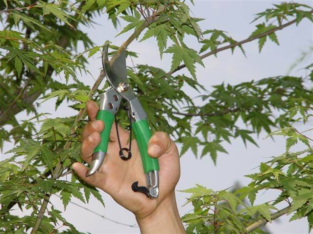 Как выбрать секатор?