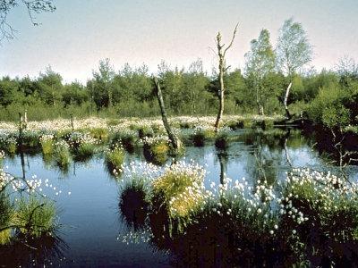 Край вересковых полей