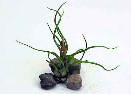 Bulbosa