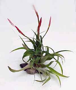 Flabellata