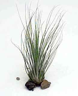 Juncea