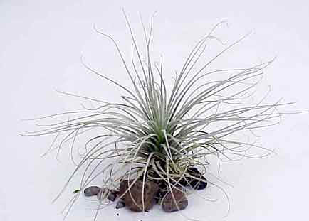 Tectorum