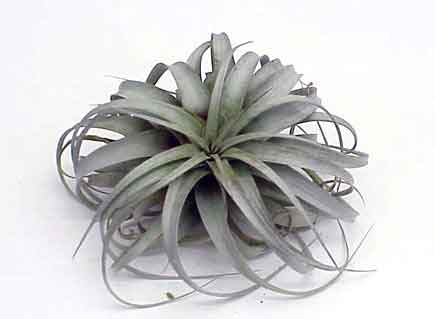 Xerographica
