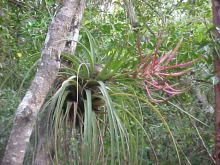 fasciculata