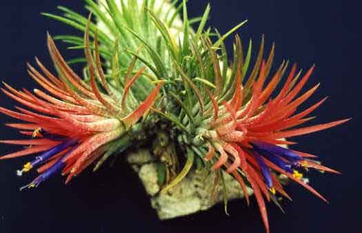ionantha