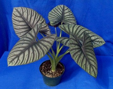 Alocasia 'imperialis'