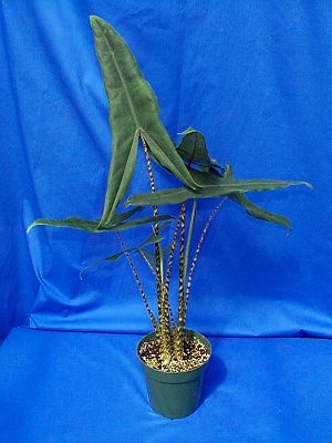 Alocasia superba