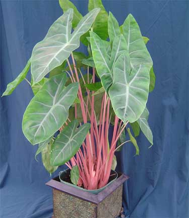 Alocasia 'Aurora'